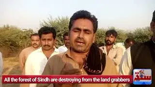 Forest of Sindh Destroying by land grabbers, also threatening, attacked save trees committees