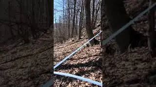 Poor vacuum on my maple tubing line from tapping a hollow tree