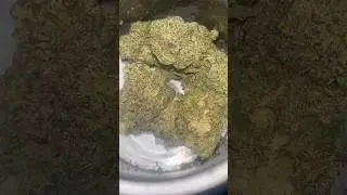 Best Flower So Far is..? Comment Below #gardening #gardener #flower #420 #Strain #Review #NotForSale