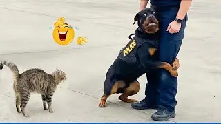 When a Police Dog Becomes a Comedian 😂 Funny Dog Videos 2026