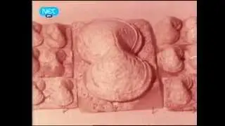ΕΛΛΗΝΙΚΟΙ ΘΗΣΑΥΡΟΙ - ΟΙ ΓΑΛΑΖΙΕΣ ΚΥΡΙΕΣ ΤΗΣ ΚΡΗΤΗΣ