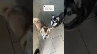 Клее-кай невероятно умны? Как мои клее-кай обманывают своих хозяев!!