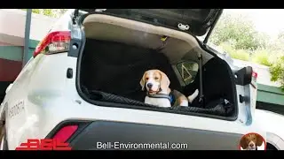 Где Роско, собака-клоп? Он работает в Bell Environmental!