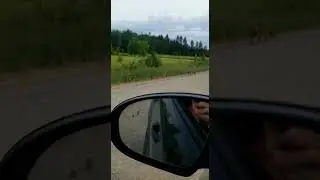 Majestic Canadian Fox catches its prey