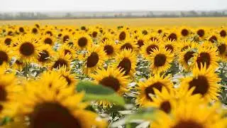 Oilseeds Market Review