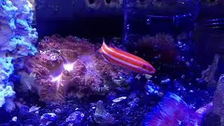 Rare Candy Cane wrasse The True Bodianus opercularis