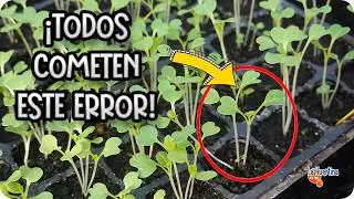 &iquest;Tus Plantas Crecen D&eacute;biles y Estiradas? Aprende C&oacute;mo Evitarlo || La Huertina De Toni