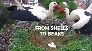 From Shells to Beaks: Stork Parents Thrilled as Chicks Emerge from Eggs