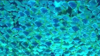 Count The Number of These Fish You Will Fall Asleep