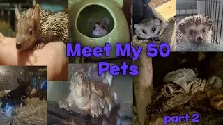 Meet all my pets - 50 pets - Part 2