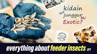 The Best Feeder Insect | Feeder insects farm india 🪳#insects #mealwormfarm #mealworms #feederinsects