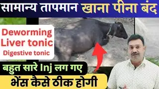 Buffalo Indigestion Treatment आखरी इलाज Buffalo Not Eating Food Treatment