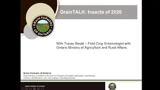GrainTALK: Insects for 2020