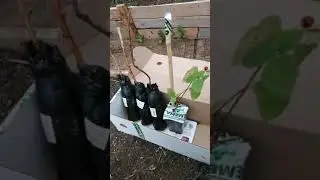 Заказ с сайта Семена. ру.