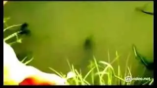 Огромный сом ест с рук