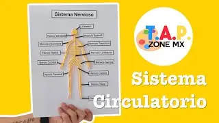 Como hacer la Maqueta del Sistema Nervioso - TAP ZONE Mx