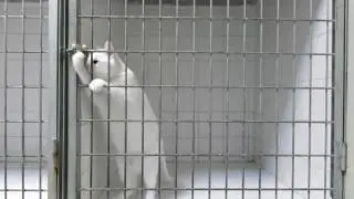 cat Mission: Impossible