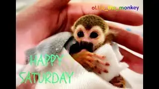 Baby Monkey oLLie | Day In The Life