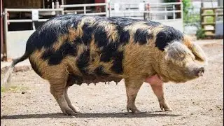 Gloucestershire Old Spot Pig | Facts | All You Need To Know