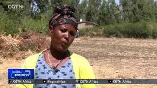 Ethiopia's small- scale farmers turn to micro-finance institutions