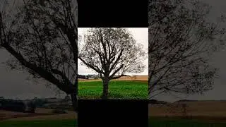 Canto do S&aacute;bia Laranjeira Aqui na Ro&ccedil;a #ro&ccedil;a #cantodosabia #canto #sabialaranjeira #sabias #aquinaro