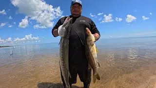Manatee river adventure, barracuda and snook action.. #barracuda #snooker #belize #fishing 
