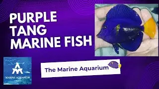 PURPLE TANG marine fish facts by THE MARINE AQUARIUM Kalif #purpletang #tangfish #marinefish