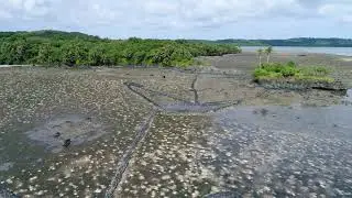 Fish Weir aech Toruw, Yap