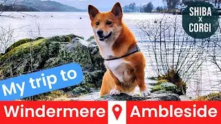 Take your dog to Lake Windermere & Ambleside? | SHIBA x CORGI UK Travel Adventures