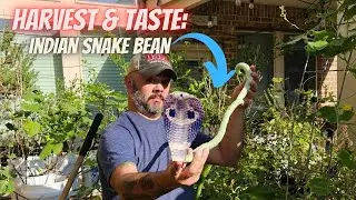You Should Absolutely Grow This Indian Snake Bean || DHBG
