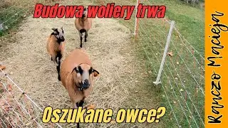 Zostałem oszukany? #438 [4K]