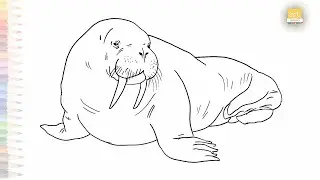 Walrus drawing sketches | Water animal drawings | How to draw A Walrus step by step | #artjanag