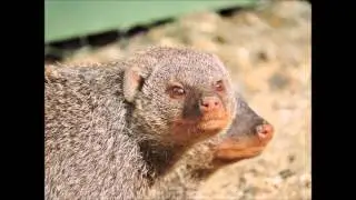Ro zoo review's 2016 Zoo Tour - #7 Beale Park