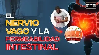 El nervio vago y la permeabilidad intestinal