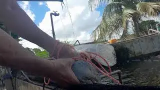 Nossos tambaquis e til&aacute;pias com 60 dias e pegando pangassius