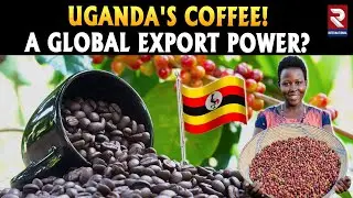 Global Coffee Market Shifts to Survival Mode | Uganda records surge in value of coffee exports | RTV