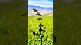 Pretty little baby #azerbaijan #nature #camping #hiking #keşfet #mountains #camp #travel #flowers