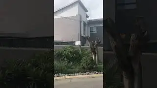 YouTube cribs RSA🇿🇦 Sandton edition #realestate #property #vlog