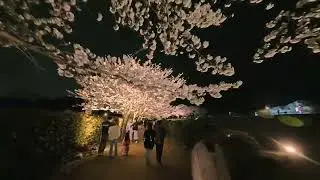 夜桜散歩　石舞台　2025.4