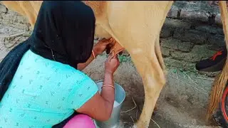 High milk yielding desi cow 🐄 in India/Aziz vet Vlog