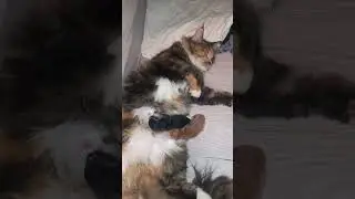 #cat #смешнаяозвучка #мейнкун #котофейка #котик #кот #котята