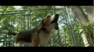 Dogs 101: Beagle
