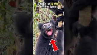Ranking The Funniest Monkey Sounds 🤣  #ranking #monkey #sound