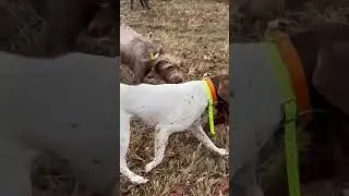 German Shorthaired Pointer Returns Lost Pheasant to Sobbing Bird Owner while Griffon assists in envy