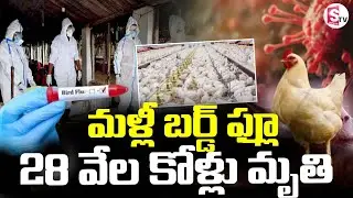 Bird Flu Panic In Andhra Pradesh | మళ్లీ బర్డ్ ఫ్లూ || Latest News Update || SumanTV Sai