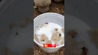 Helping Innocent Animals 🙏 #shorts #ytshorts #feed