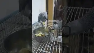 African Gray parrot Best food  - Love bird - Pet love - Beauty full parrot