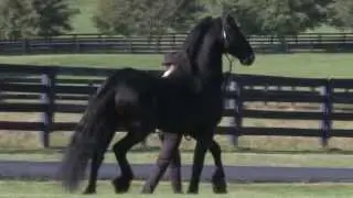 SOLD: Friesian Stallion DETMAR K