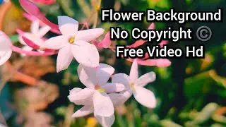 Flower Video Background No Copyright &copy;️ Royalty Free Flower Video Hd &copy;️ Free Stock Footage