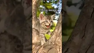 mau mau (billi